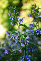 Natural floral background. Blooming comfrey (Symphytum asperum) in the wild. Shallow depth of field, selective focus..