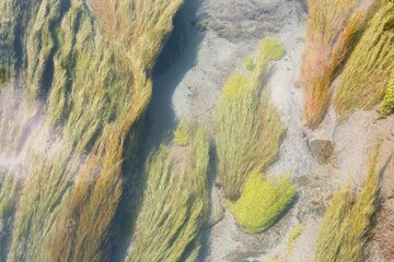 Lush Plants Drifting in Clear Watered River - Serene Nature Stream