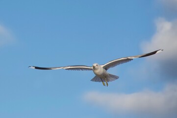 White bird flying in the heavenly blue sky