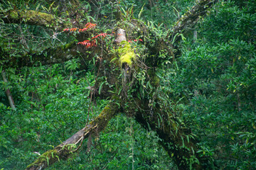 奄美大島の自然、世界自然遺産の森