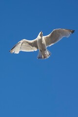 White bird flying in the heavenly blue sky