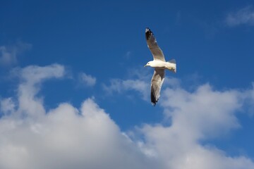 White bird flying in the heavenly blue sky