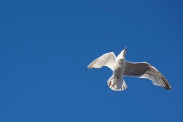 White bird flying in the heavenly blue sky