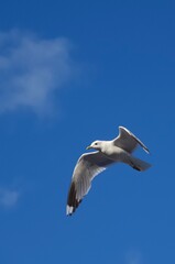 White bird flying in the heavenly blue sky