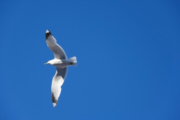 White bird flying in the heavenly blue sky
