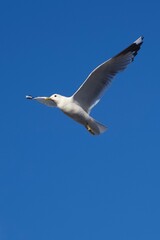 White bird flying in the heavenly blue sky