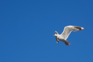 White bird flying in the heavenly blue sky