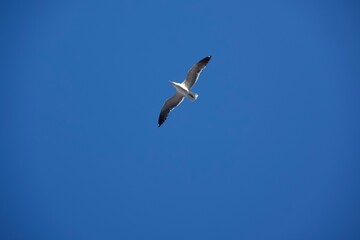White bird flying in the heavenly blue sky