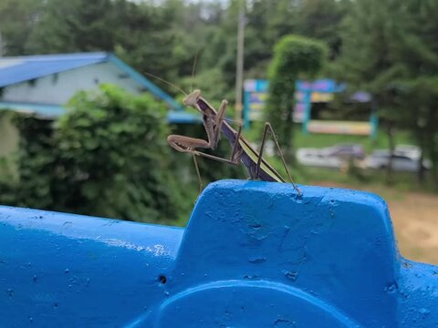 Mantis