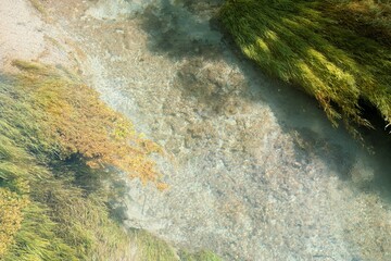 Lush Plants Drifting in Clear Watered River - Serene Nature Stream