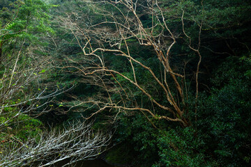 奄美大島の自然、世界自然遺産の森