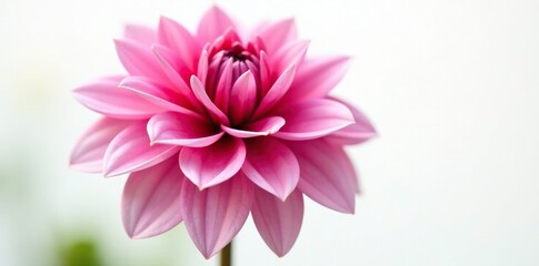 Obraz premium Fuchsia dahlia pinnata flower in full bloom against a white background, garden blooms, botanicals, flora