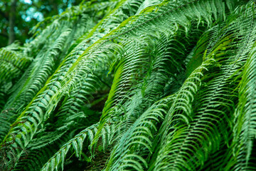 奄美大島の自然、世界自然遺産の森