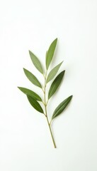 Fototapeta premium Single olive branch on white background, symbol of peace and elegance