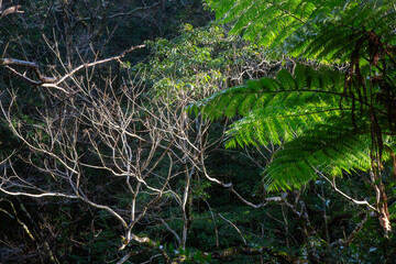 奄美大島の自然、世界自然遺産の森
