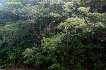 奄美大島の自然、世界自然遺産の森