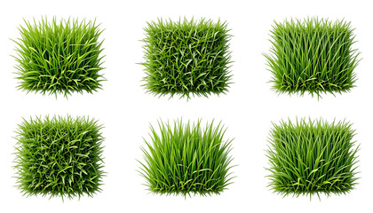 Collection of Patch of fresh green lawn grass isolated on png