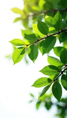 Obraz premium Isolated tree branch against light background, arborist, nature photography