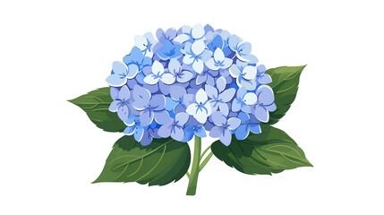 アジサイのイラスト