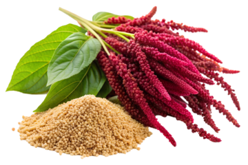 Amaranth Plant with Seeds on White Background - Amaranth plant with vibrant red flowers and green leaves, alongside a pile of its nutritious seeds. A gluten-free superfood rich in protein.  

