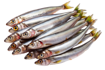 Fresh raw smelt fish stacked together - Close-up of fresh raw smelt fish with shiny silver scales and yellow-tinted fins, isolated on a white background, ideal for cooking.  
