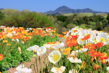 満開のアイスランドポピー
