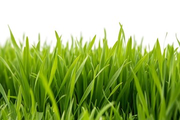 Obraz premium Close up of vibrant green grass blades against a white background.