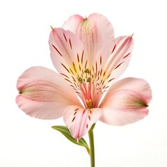 Obraz premium Single pink Alstroemeria flower isolated on white