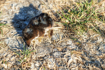Dead shrew lying on dry grass and dirt