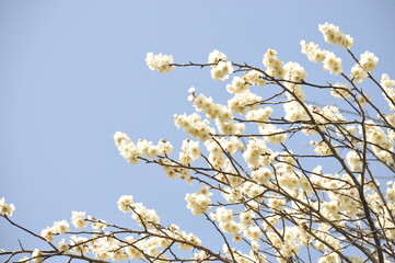 白色の花