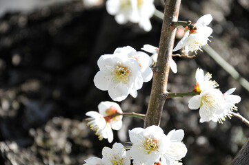 白色の花　梅