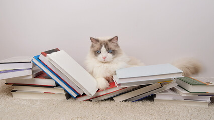 Cute ragdoll cat and books  on white carpet.