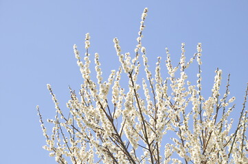 梅の白い花