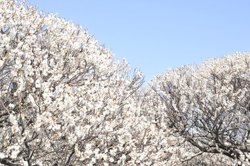 白色の花　梅の花