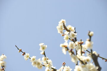 白梅の花