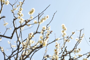 白梅の花