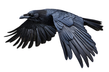 Beautiful black raven, crow in flight Isolated on white background