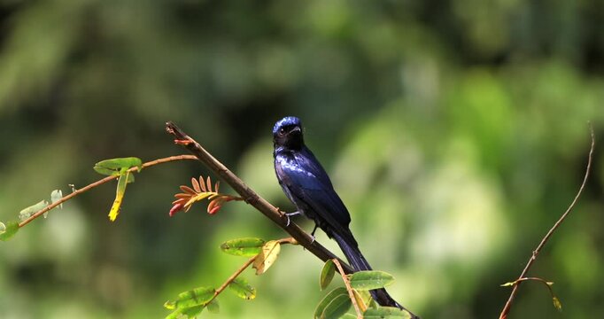 Lesser rackettailed drongo perched on branch in vibrant green jungle, Thailand. Wild bird in natural habitat, Kaeng Krachan National Park.