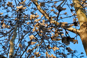 Willow spring catkins inflorescences sway in the wind