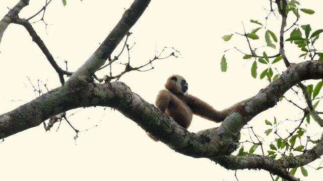 Gibbon on tree branch in lush forest environment, singing song. Lar gibbon or Hylobates lar, white-handed gibbon