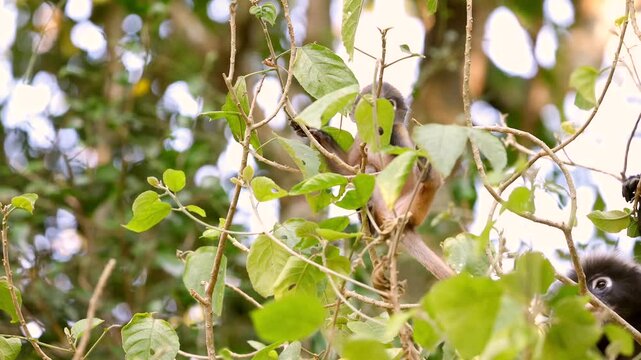 Young monkey climbing tree amidst lush green leaves. Dusky leaf monkey or spectacled langur or Trachypithecus obscurus