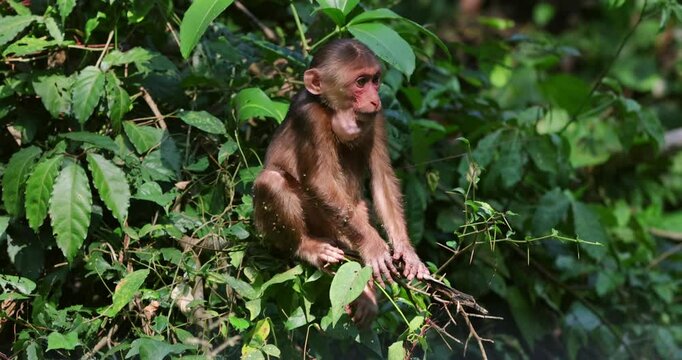 Stumptailed macaque (Macaca arctoides) sitting amid vibrant green foliage, bathed in soft sunlight, thick fur and contemplative expression. Ecotourism and rainforest conservation projects.