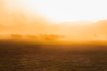Sunset and wild horses