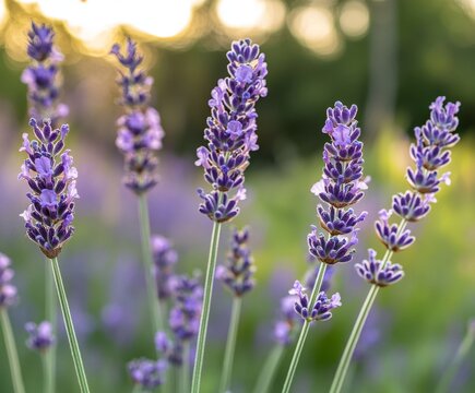 A field of lavender in full bloom, with purple flowers and green leaves. In the background, the grass or other plants are blurred. There's an orange bee on one flowes