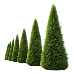 transparent background Emerald Green Arborvitae: Perfect Hedge
