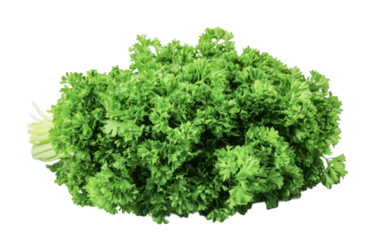Fresh parsley bunch perfect for enhancing dishes and garnishes at home or in culinary creations, cut out