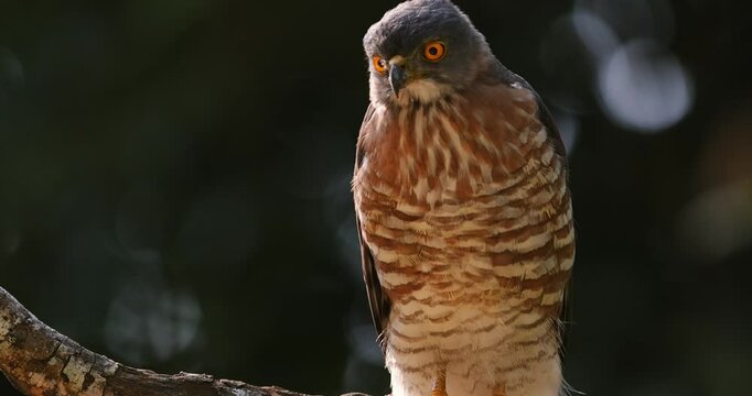 Crested goshawk (Lophospiza trivirgata) with a focused gaze and piercing yellow eyes, sharp talons and agile posture, perched tropical forest habitat. Raptor behavior and rainforest biodiversity.