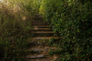 Stone steps with soft sunset light among lush greenery. Staircase among the greenery.