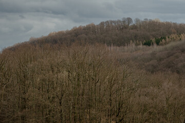 Bare deciduous trees cover a gentle mountain slope in winter dormancy. The intricate branch network...