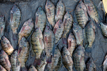 alive tilapia fishes for sale, life tilapia fish in supermarket